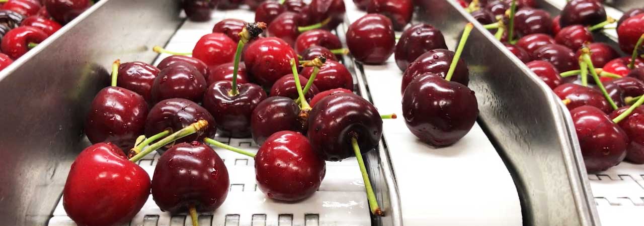 sorting-cherries-or